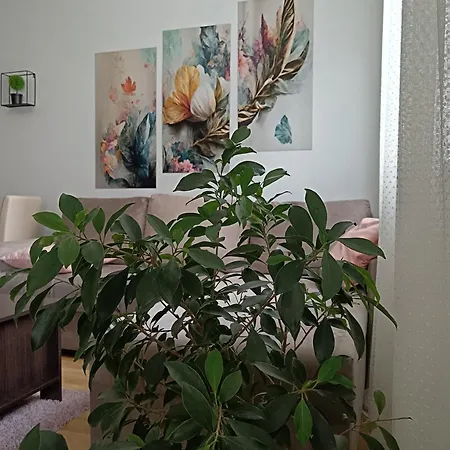 Alacaster G Free Parking Novi Sad