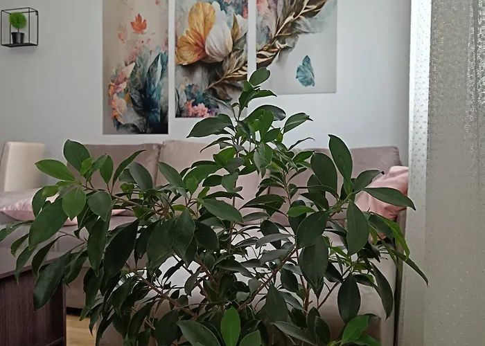 Alacaster G Free Parking نوفي ساد