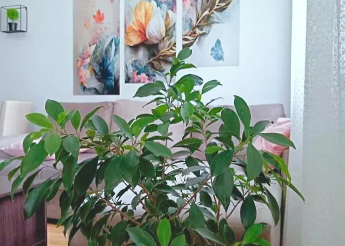 Alacaster G Free Parking